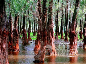 東寨港自然保護区 海南島